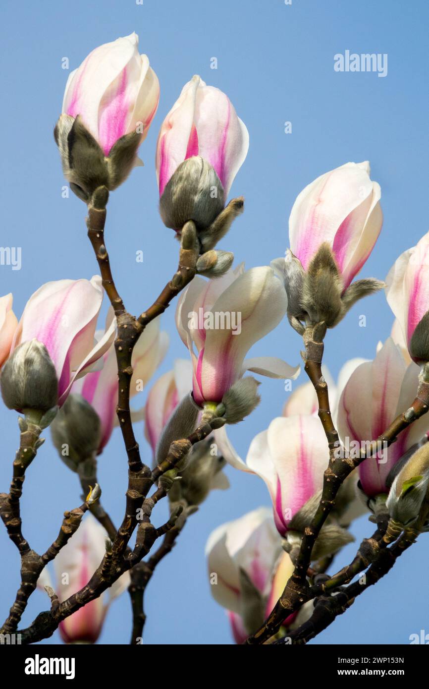 Magnolia zenii winter tree branch blossoms Stock Photo