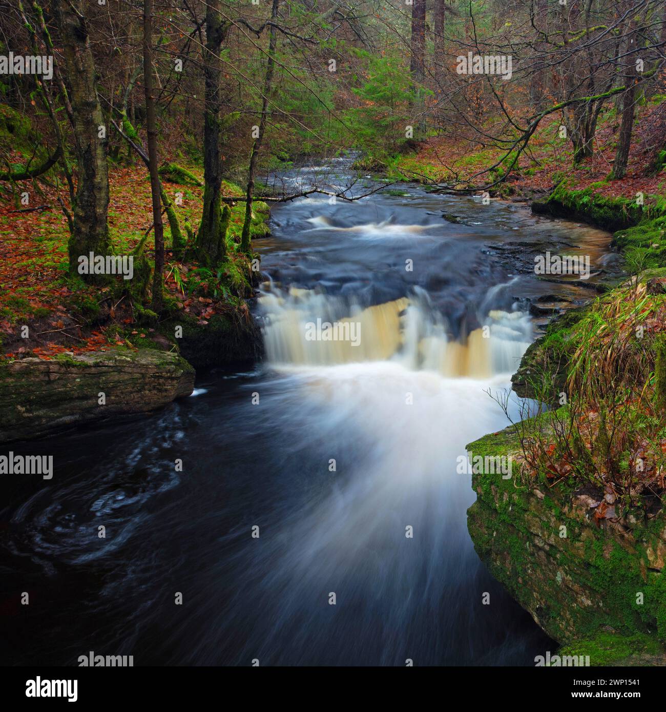 Fast flowing stream and waterfall, Hamsterley Forest, County Durham, England, UK. Stock Photo