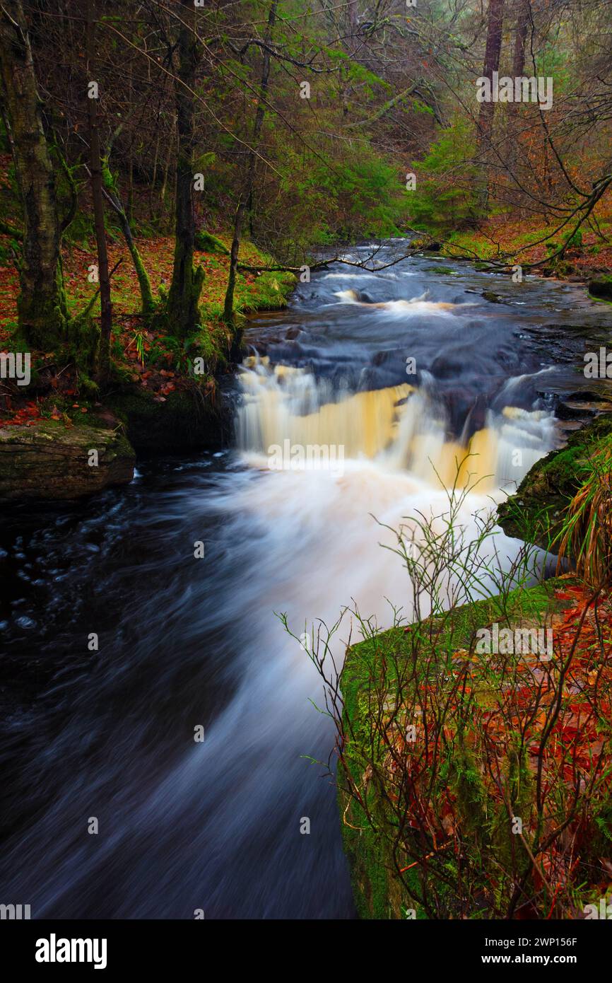 Fast flowing stream and waterfall, Hamsterley Forest, County Durham, England, UK. Stock Photo