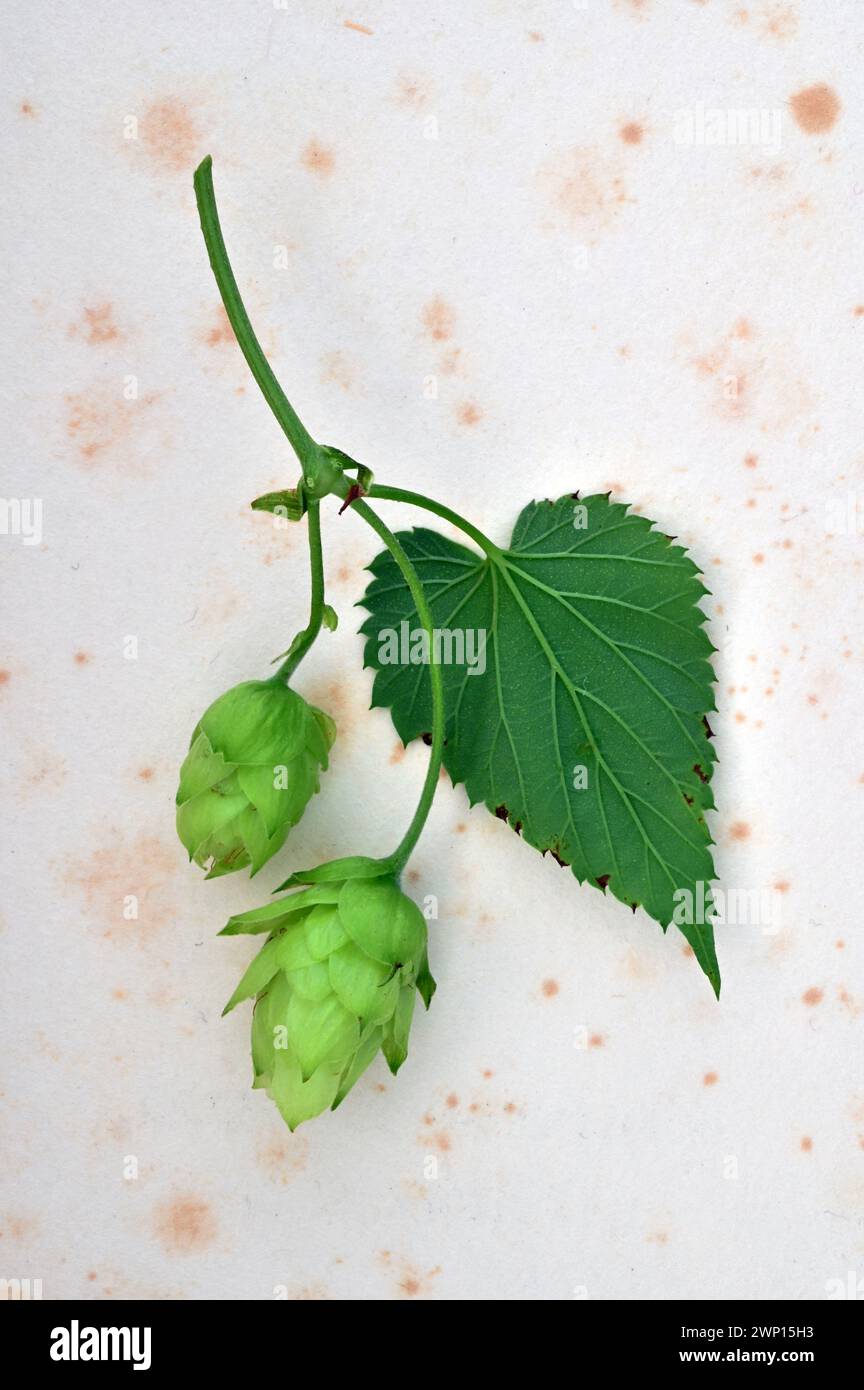 Stalk leaf  and two immature green fruit heads of Hop plant lying on antique paper Stock Photo