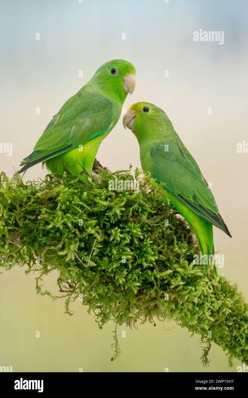 green-rumped parrotlet, Forpus p. passerinus Stock Photo