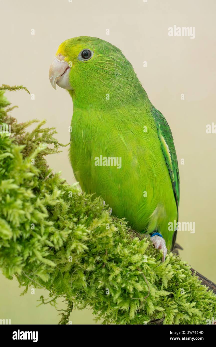green-rumped parrotlet, Forpus p. passerinus Stock Photo