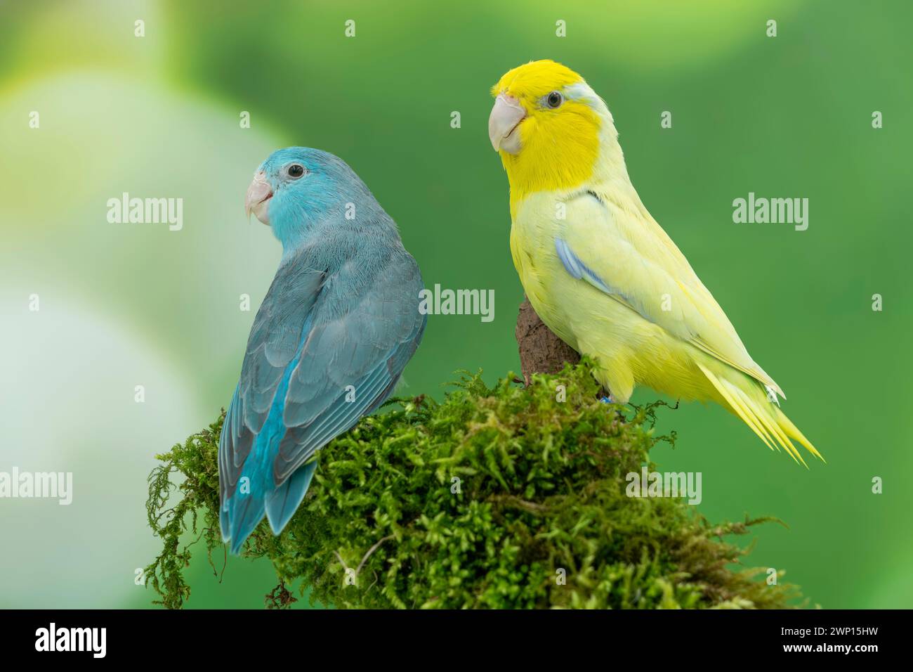 Pacific parrotlet  American yellow male with blue female, Forpus coelestis Stock Photo
