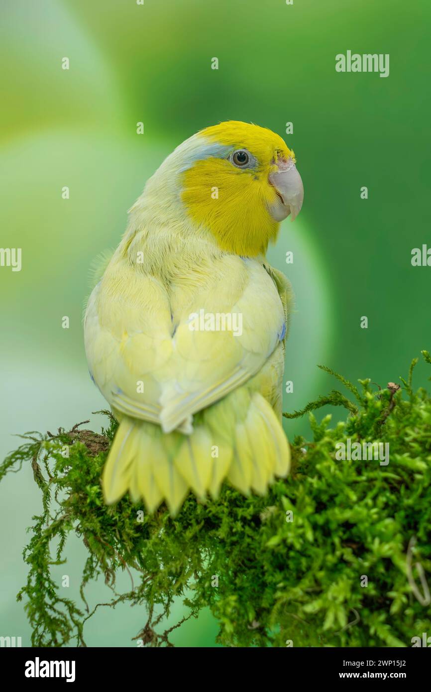 Pacific parrotlet  American yellow male , Forpus coelestis Stock Photo