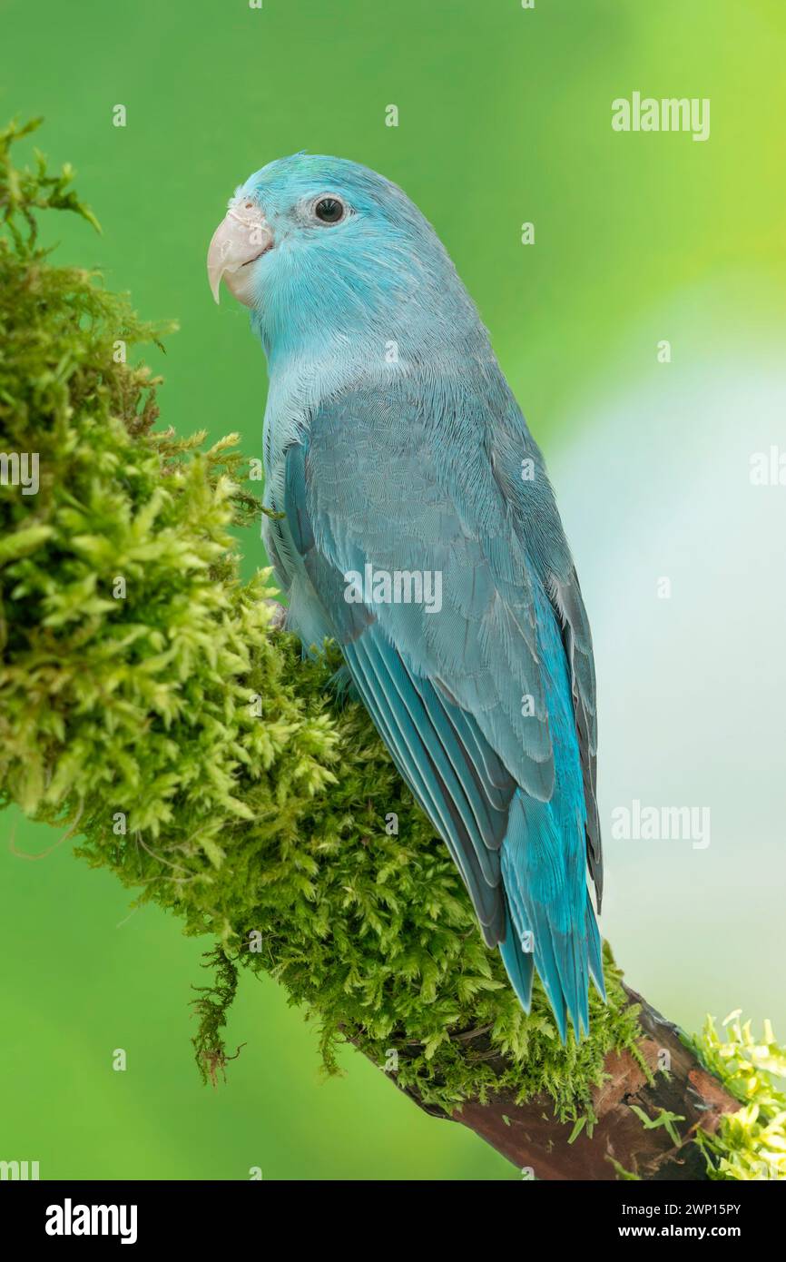 Pacific parrotlet American blue female, Forpus coelestis Stock Photo