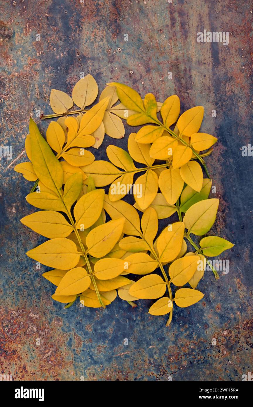 Collection of golden yellow leafves of Jasmine lying on tarnished metal Stock Photo