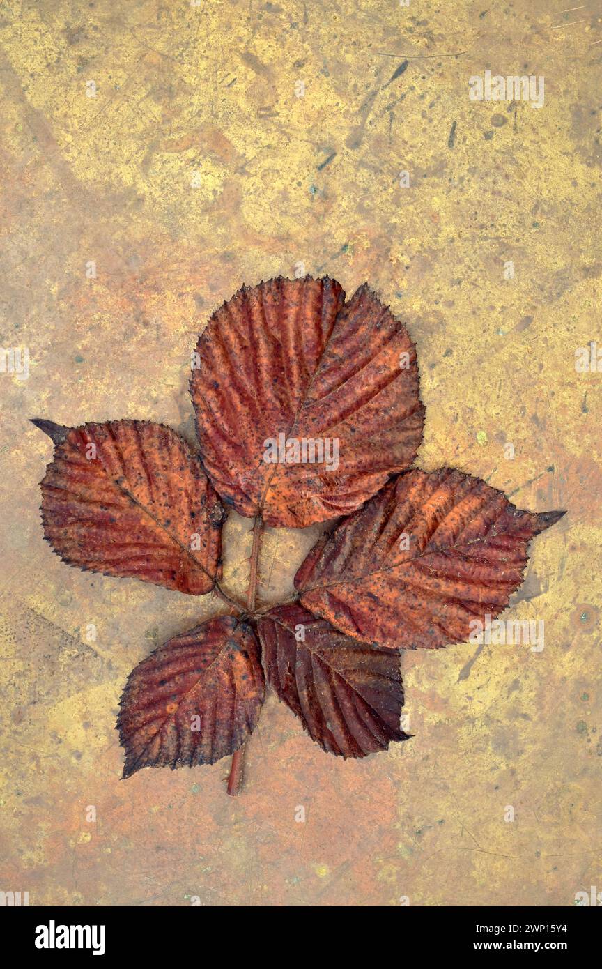 Rich brown autumn leaf of Blackberry with five leaflets lying on tarnished brass Stock Photo