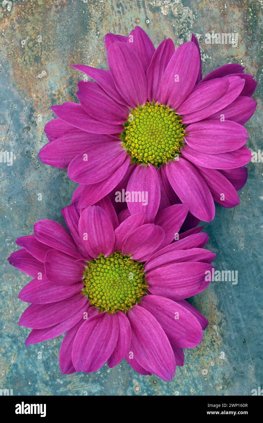 Two flower heads of Chrsanthemum with magenta petals and yellow centres lying on tarnished metal Stock Photo