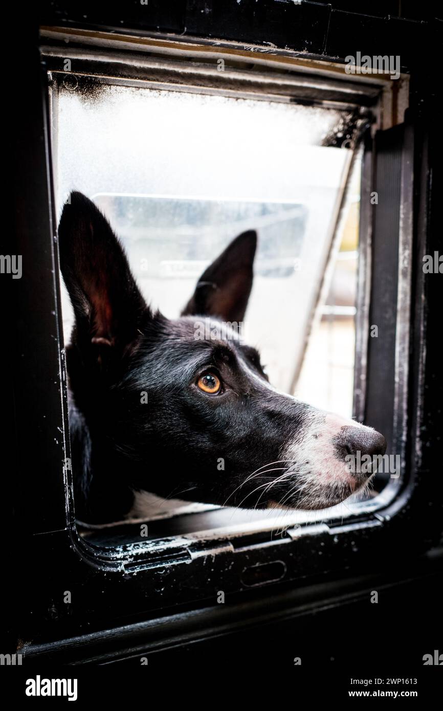 dog peering through cat flap Stock Photo