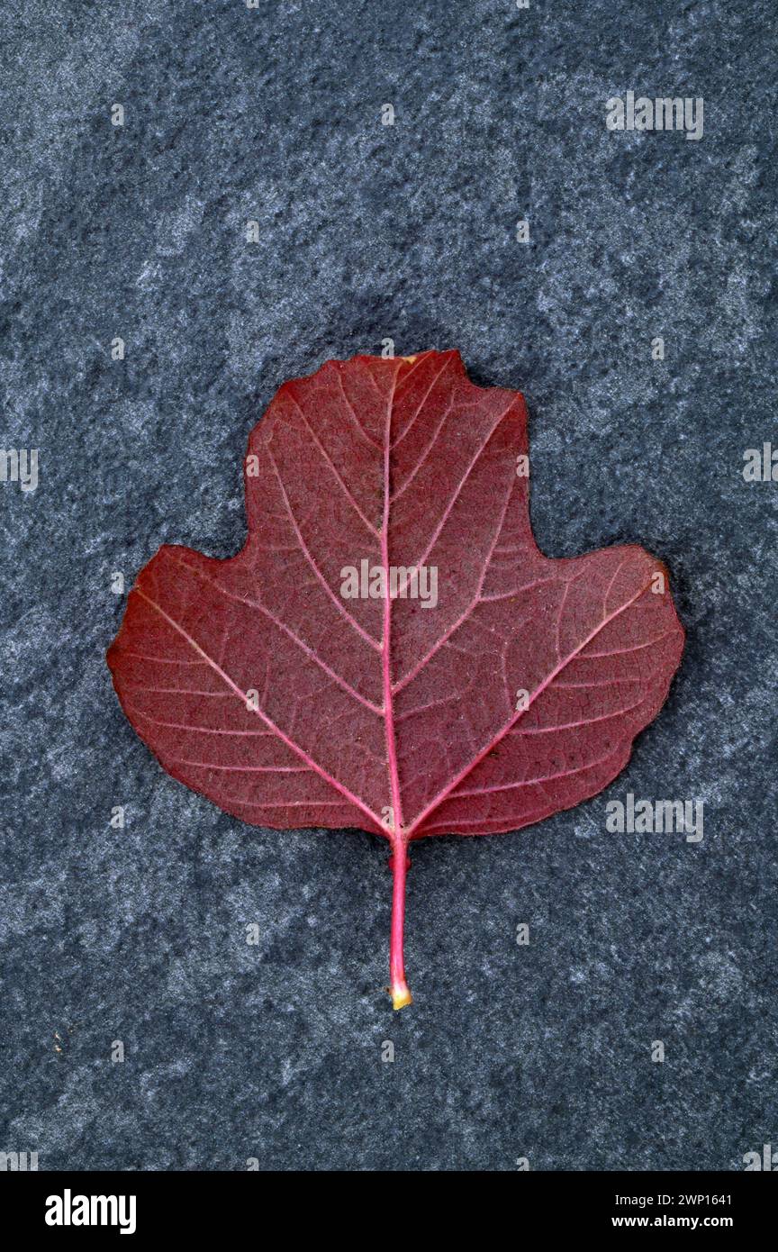 Single red leaf of Guelder rose lying face down on gray slate Stock Photo