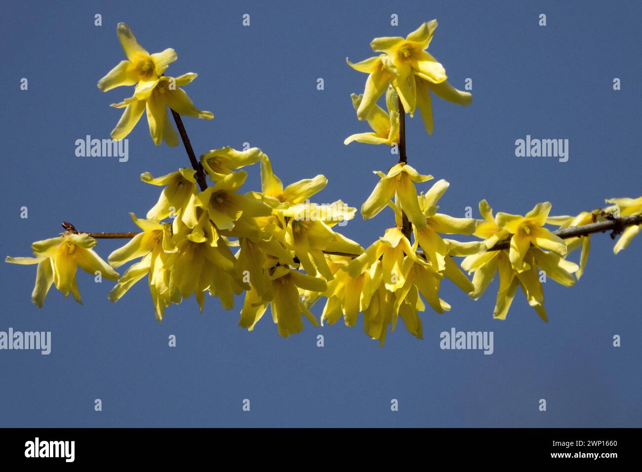 Forsythia giraldiana Flower Close-up Yellow blooms On Branch Forsythia Bloom Flowers Late Winter flowering March Blooming Twig Closeup Shrub Stock Photo