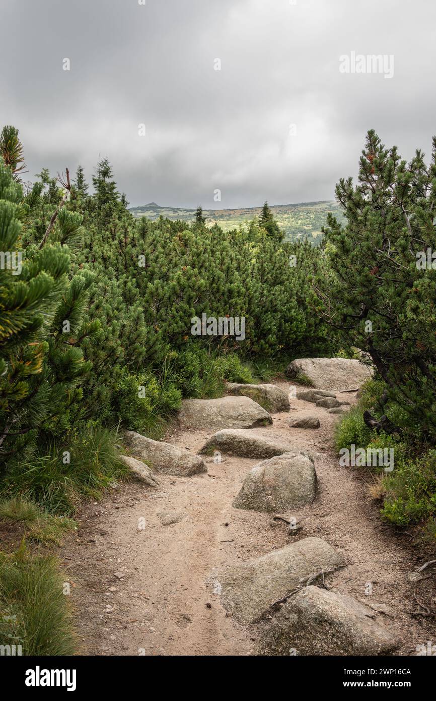 Stony Trail with Conifer in Krkonose National Park during Cloudy Day. Vertical Green Landscape in the Czech Republic. Stock Photo
