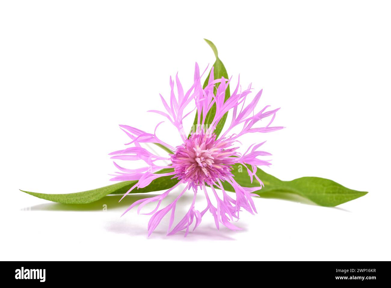 short fringed knapweed  flower isolated on white background Stock Photo