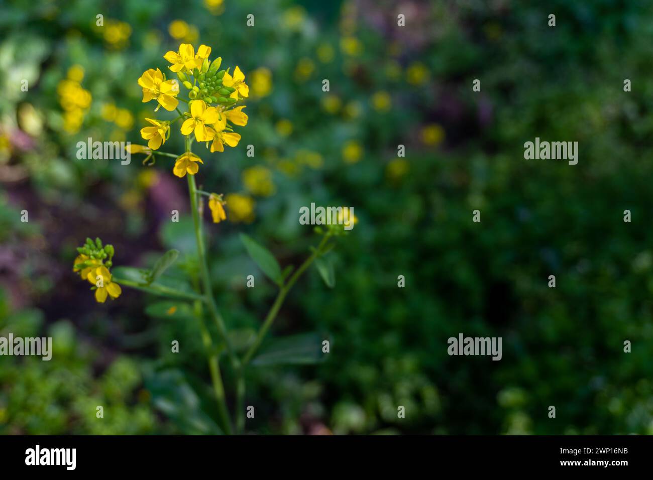 Sarson Fields Hi res Stock Photography And Images Alamy sarson-fields-hi-res-stock-photography-and-images-alamy