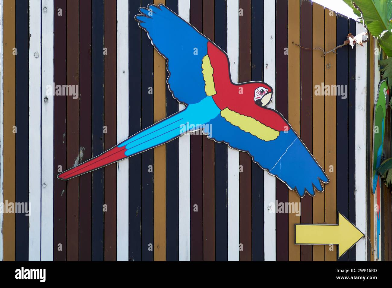 Colorful parrot in mid-flight against a striped wooden backdrop. Stock Photo