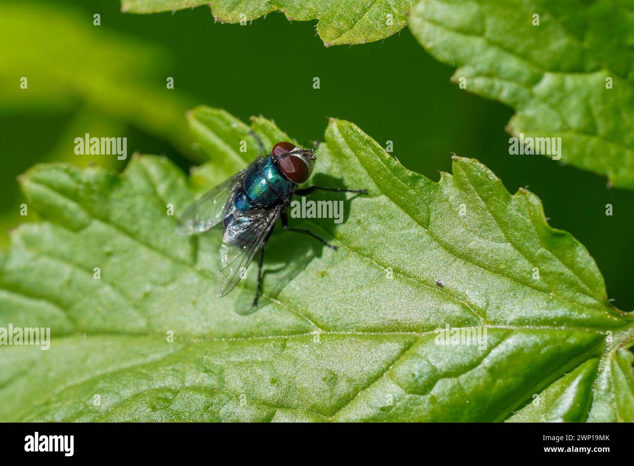 Common green bottle fly, Lucilia sericata on a leaf in spring, Spain. Stock Photo