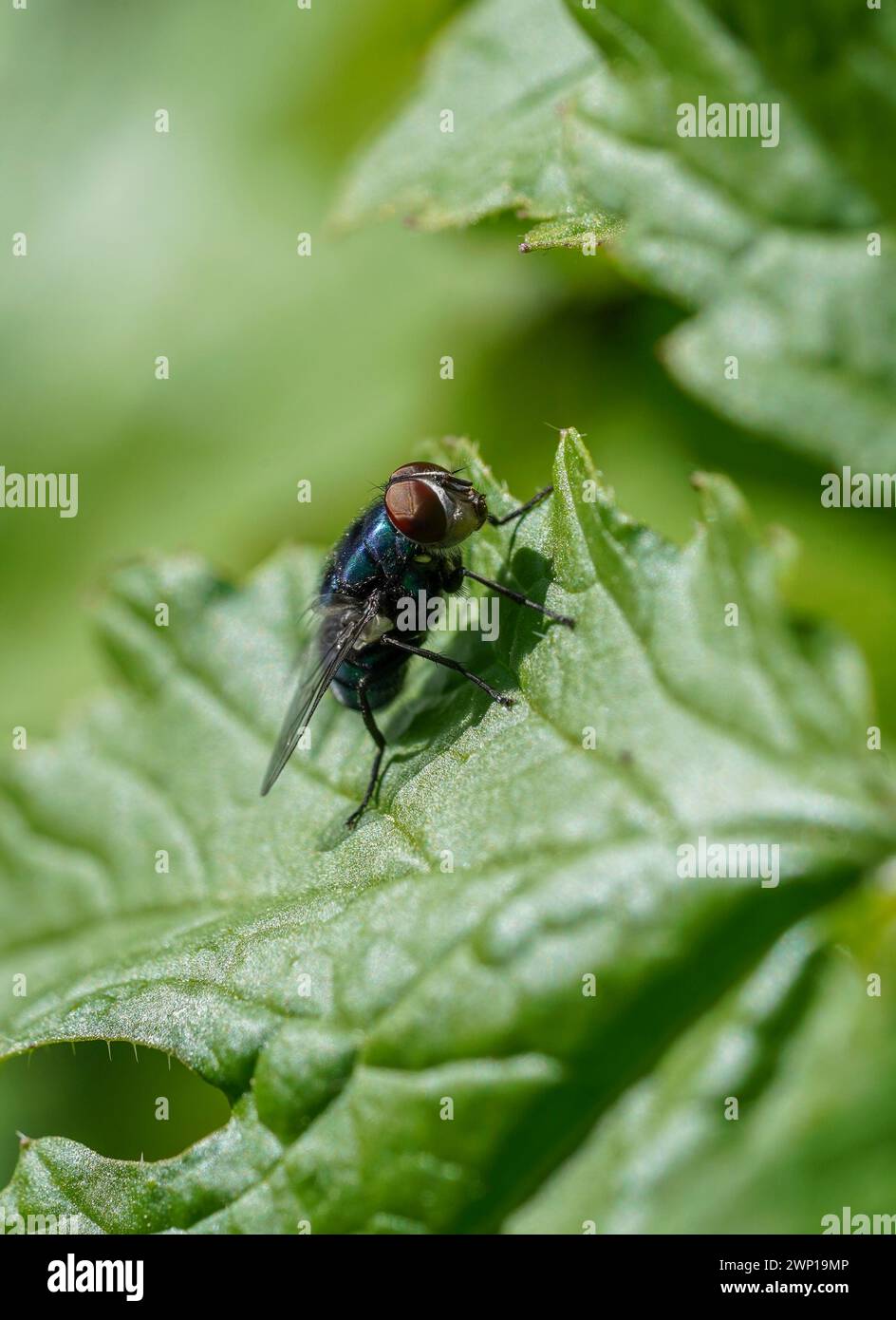 Common green bottle fly, Lucilia sericata on a leaf in spring, Spain. Stock Photo