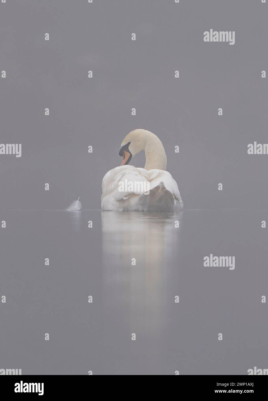 Kidderminster, UK. 5th March, 2024. UK weather: it's a foggy, damp and cold start for wildlife in the Midlands and although the sun is trying to emerge, the fog is very slow to lift. Credit: Lee Hudson/Alamy Live News Stock Photo
