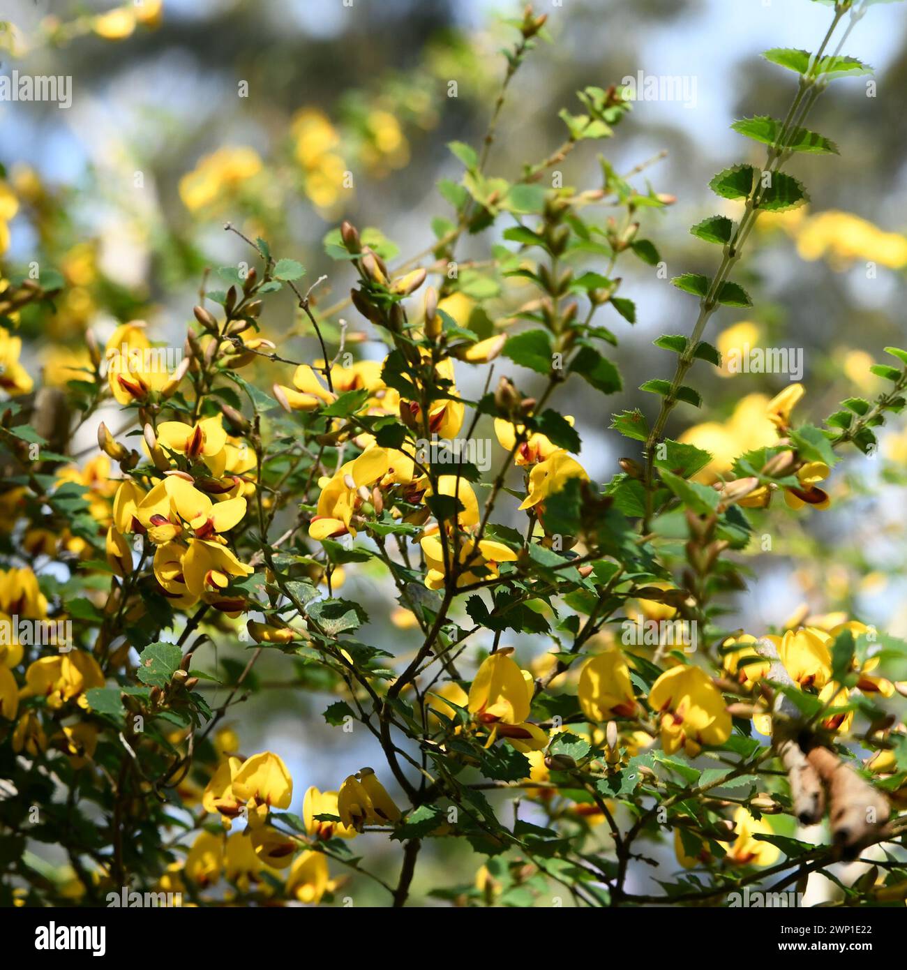Bossiaea aquifolium, commonly known as water bush, is endemic to Southwest Australia Stock Photo