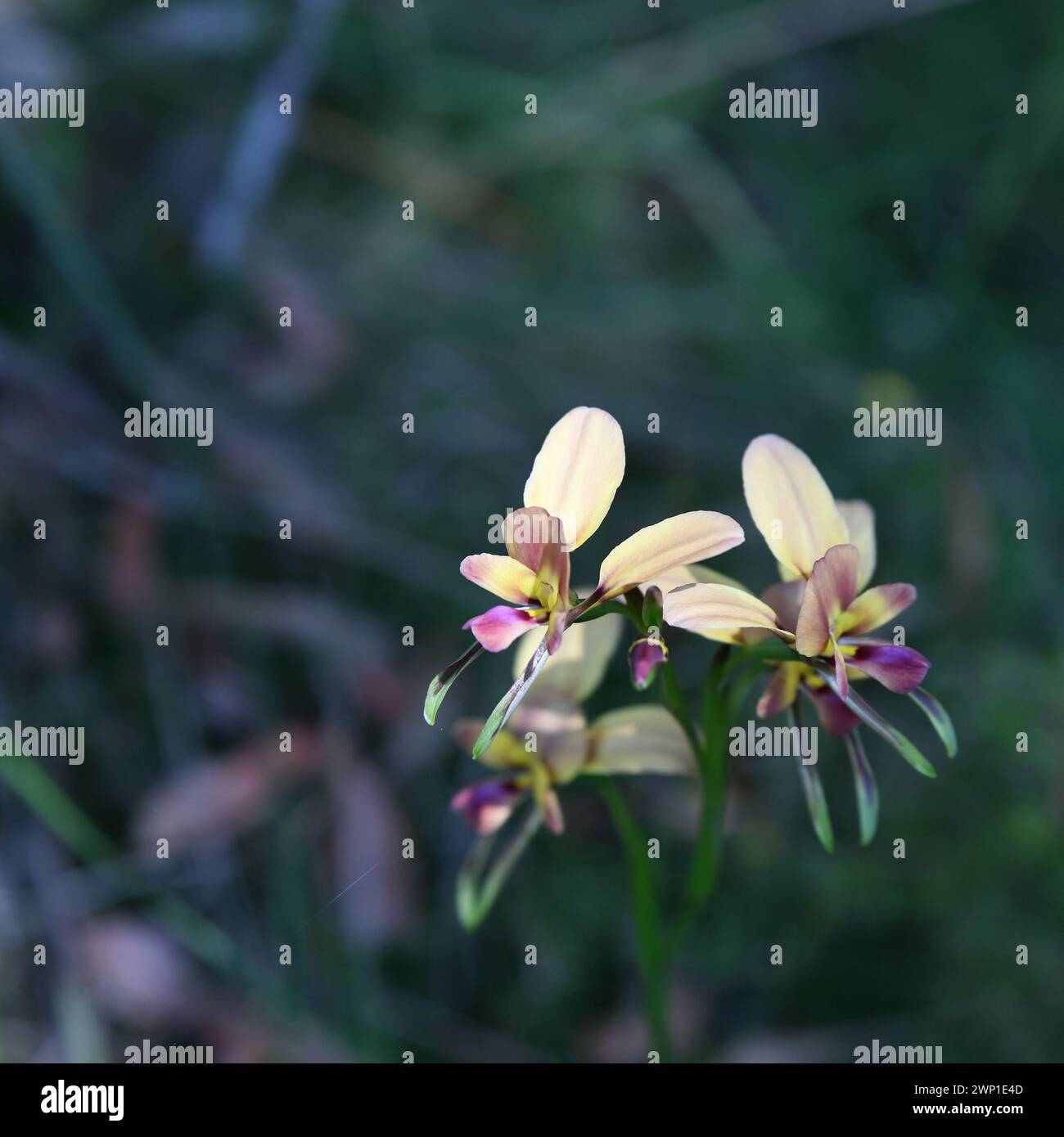 Diuris jonesii, commonly known as Dunsborough donkey orchid Stock Photo
