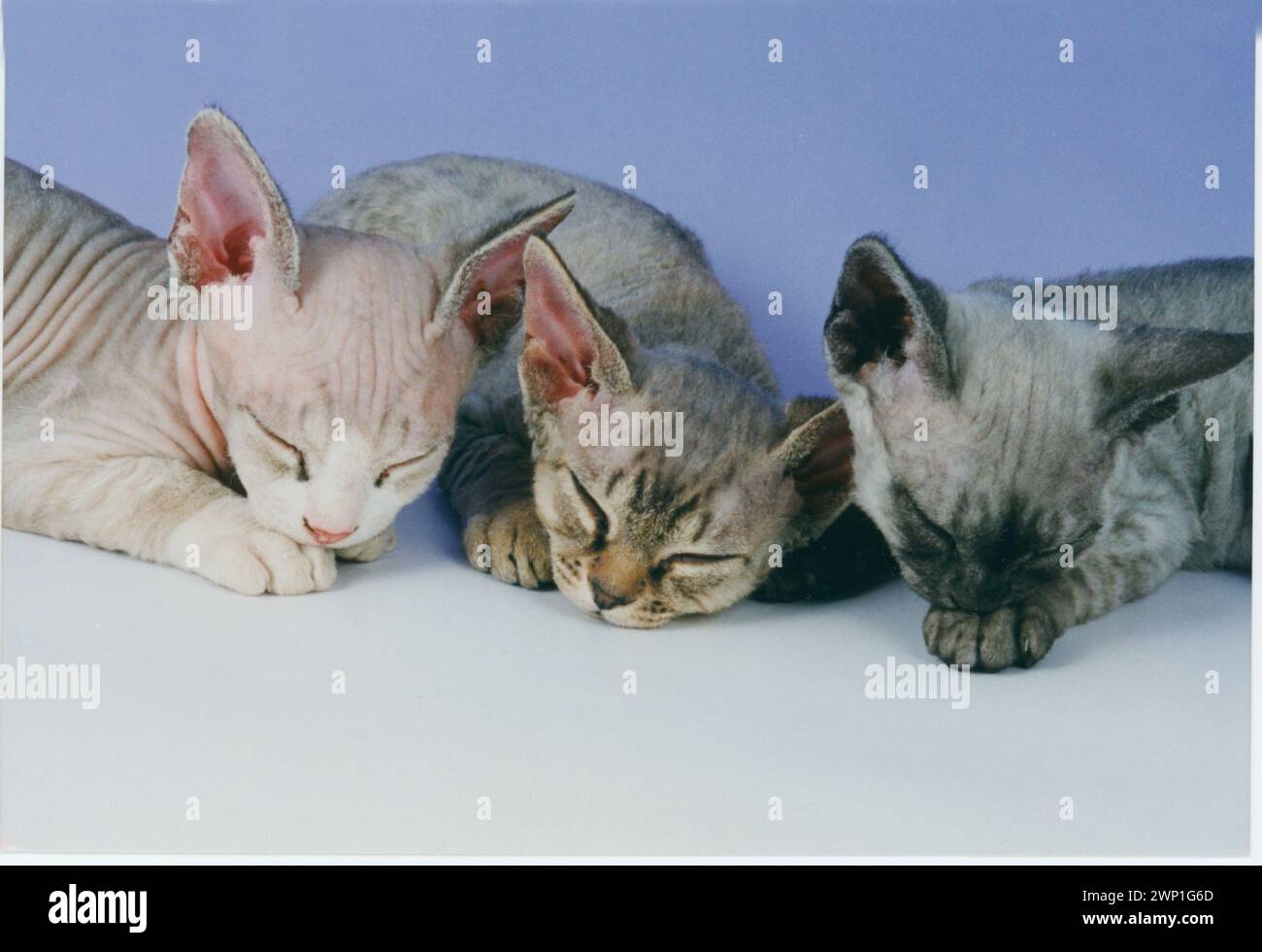 Three Devon Rex Kittens Sleeping after being Tired Out Stock Photo
