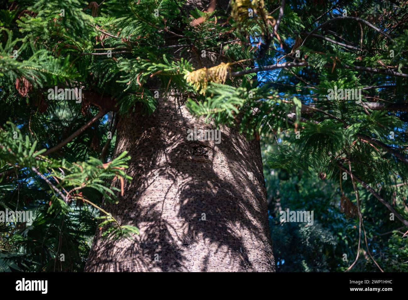 Green leaves and bark background. Closeup of araucaria columnaris Stock Photo