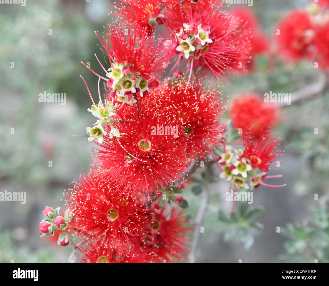 Kunzea pulchella, commonly known as granite kunzea, Botanical Garden, Perth (WA) Stock Photo