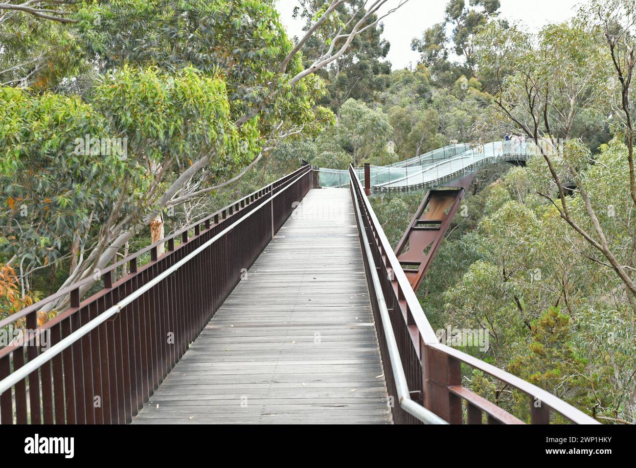 Boardwalk in King's Park, Perth, WA Stock Photo