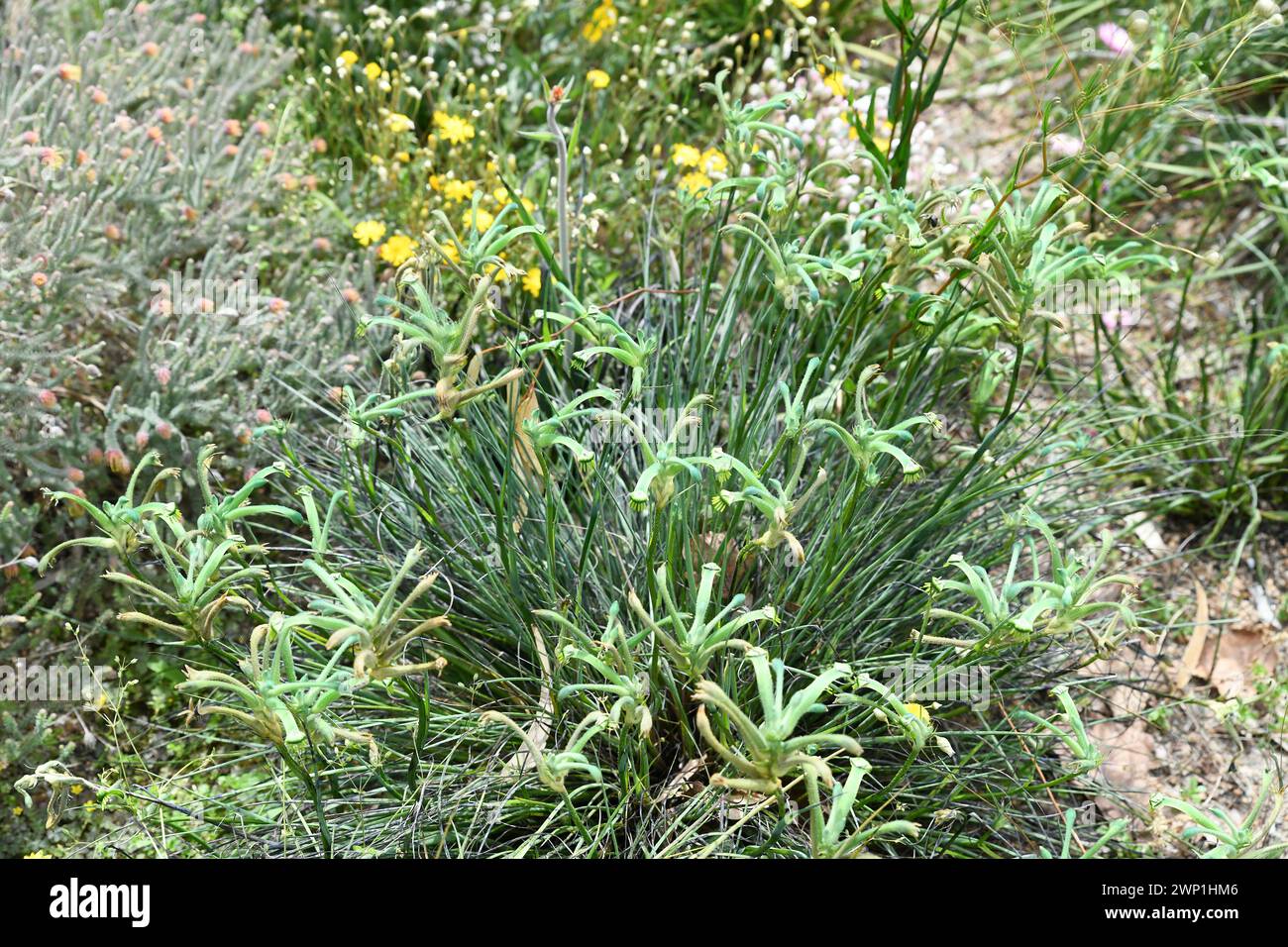 Anigozanthos viridis or Dwarf green kangaroo paw Stock Photo - Alamy