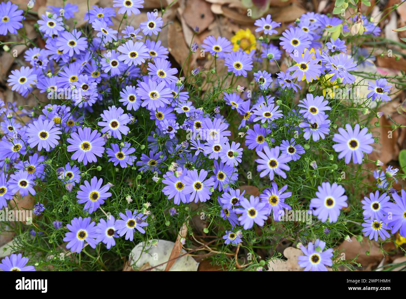 Swan River Daisy (Brachyscome iberidifolia) is found in western and south west of Western Australia Stock Photo