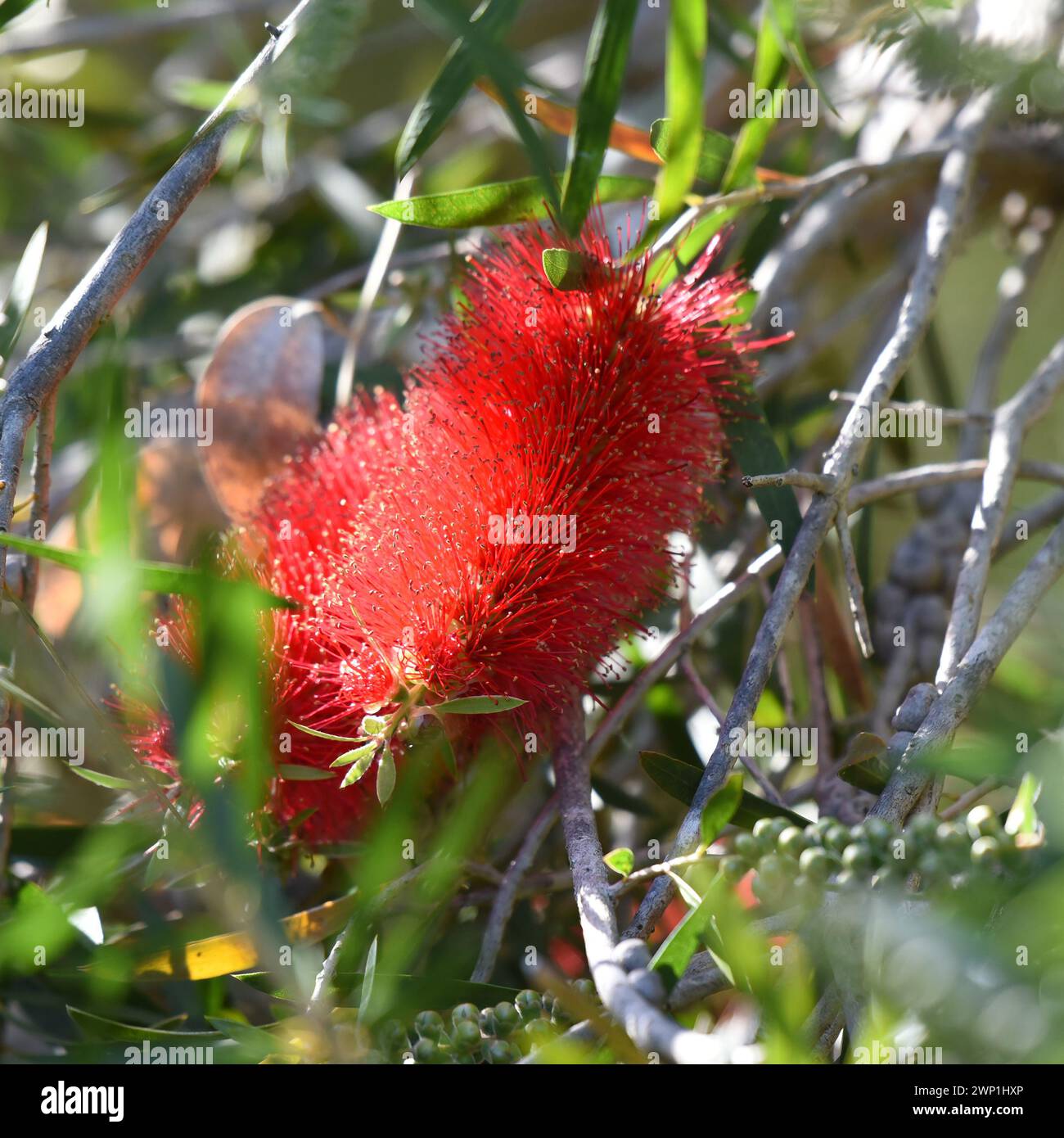 Melaleuca phoenicea, commonly known as scarlet bottlebrush or lesser bottlebrush Stock Photo