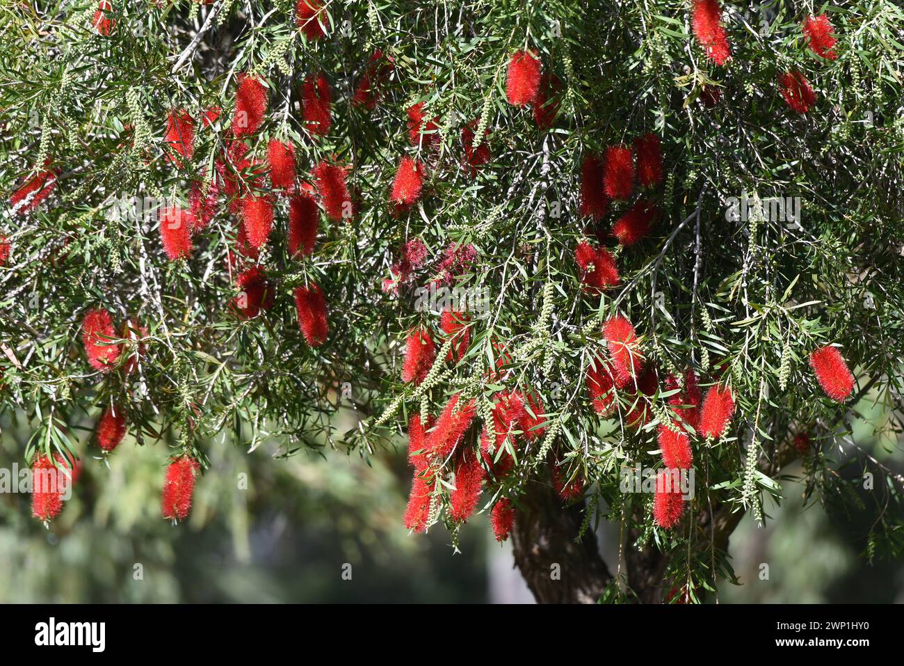 Melaleuca phoenicea, commonly known as scarlet bottlebrush or lesser bottlebrush Stock Photo