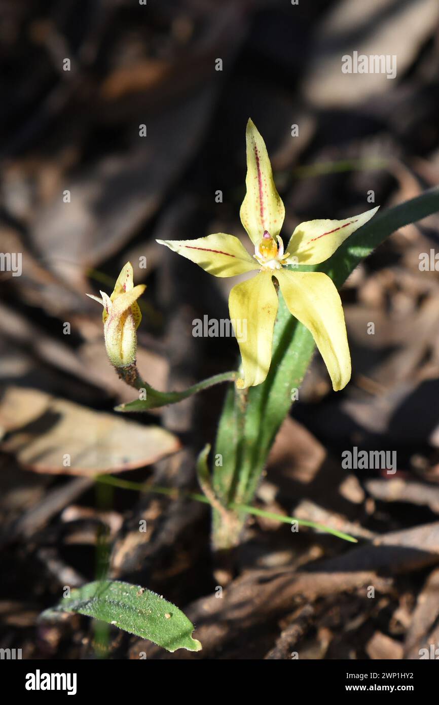 Caladenia flava, commonly known as cowslip orchid, is a species of orchid endemic to the south-west of Western Australia Stock Photo