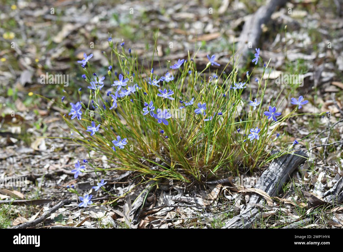 Stypandra glauca, commonly known as the nodding blue lily Stock Photo