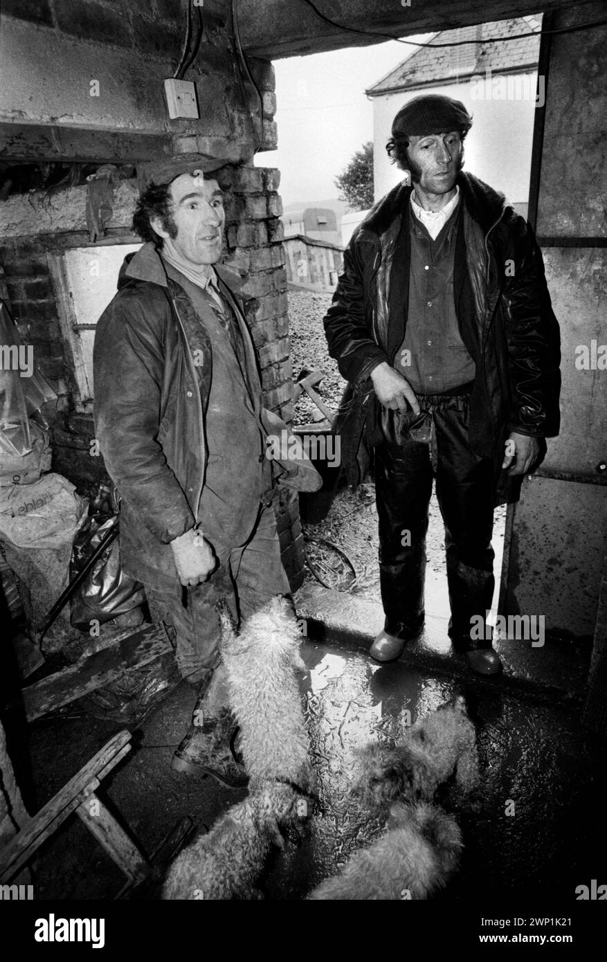 Puppy Farming Wales 1989. Two hill farmers with Bichon Friese or Westies in the village of Llwch-yr-hal near Newcastle Emlyn. The Davies family kept many of their dogs in shocking conditions, with out water, and heat in cold damp and dark conditions. 1980s UK HOMER SYKES Stock Photo