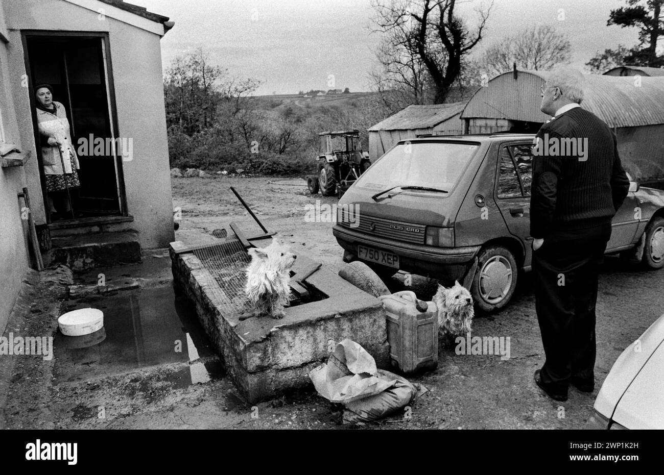 Puppy Farming Wales 1989.  RSPCA inspector Peter Anderson asks permission to check on the puppies being bred at this Welsh hill farm. Two Westie's dogs in the farm yard, not being bred from. 1980s UK HOMER SYKES Stock Photo