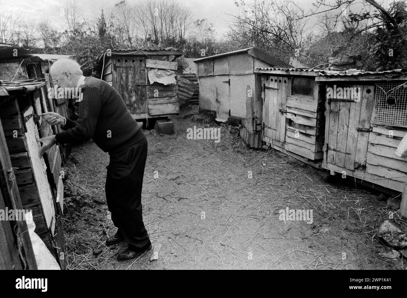 Animal welfare RSPCA inspector Peter Anderson checking on puppies in their breeding hutches hardly any bigger than a rabbit hutch at dairy farm in the small village of Blaenycoed / Blaen-y-coed. Numerous puppies were found in dirty unsafe and unhealthy conditions, with little water and pens covered in excrement. Some still feeding from their mothers other big enough to stand on their back legs and look forlornly out of their prison cages. 1980s UK HOMER SYKES Stock Photo