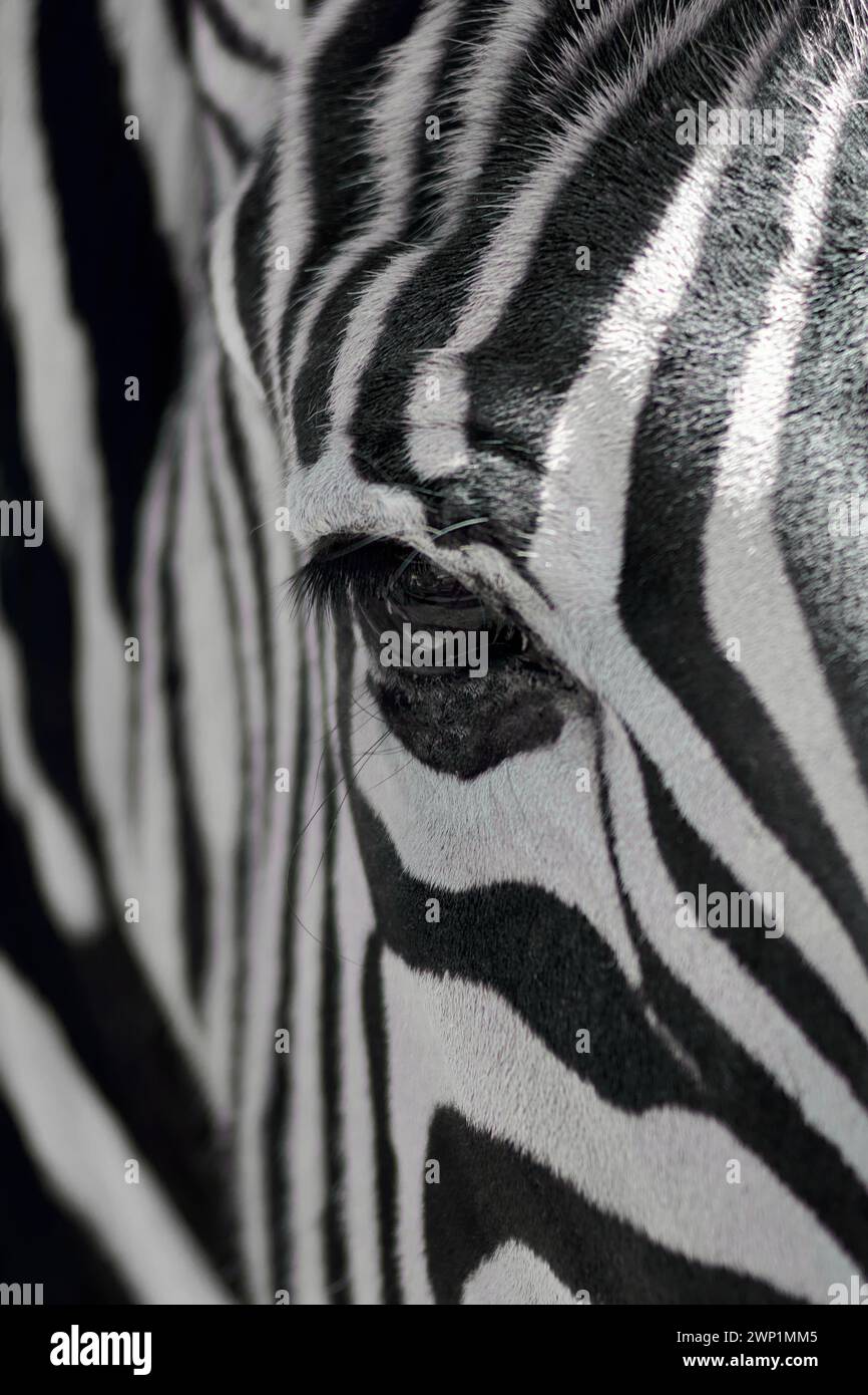 Close-up of the eye of a zebra with its characteristic black and white ...