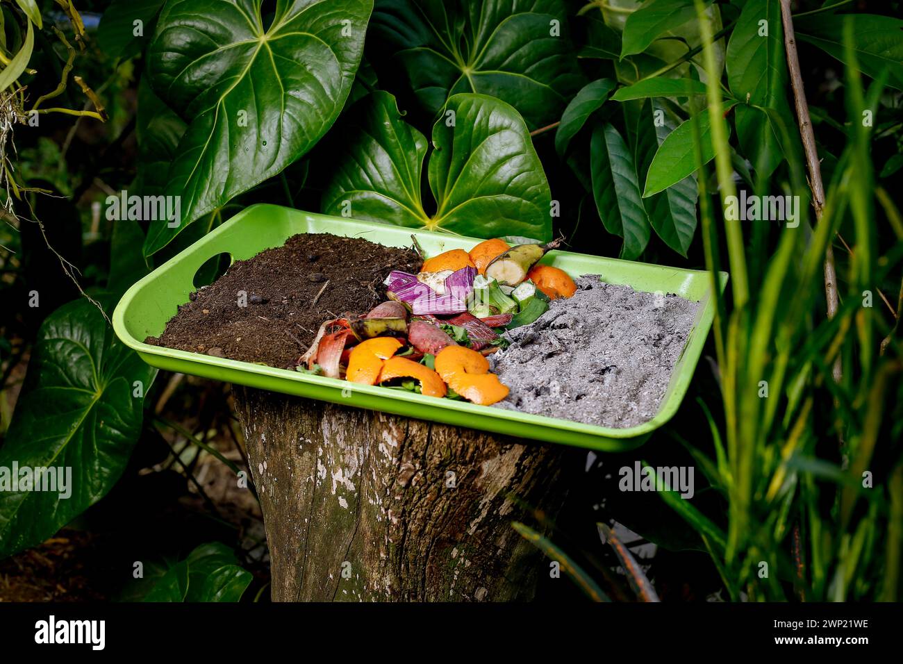 Compost and composted soil cycle as a composting pile of rotting kitchen scraps with fruits and