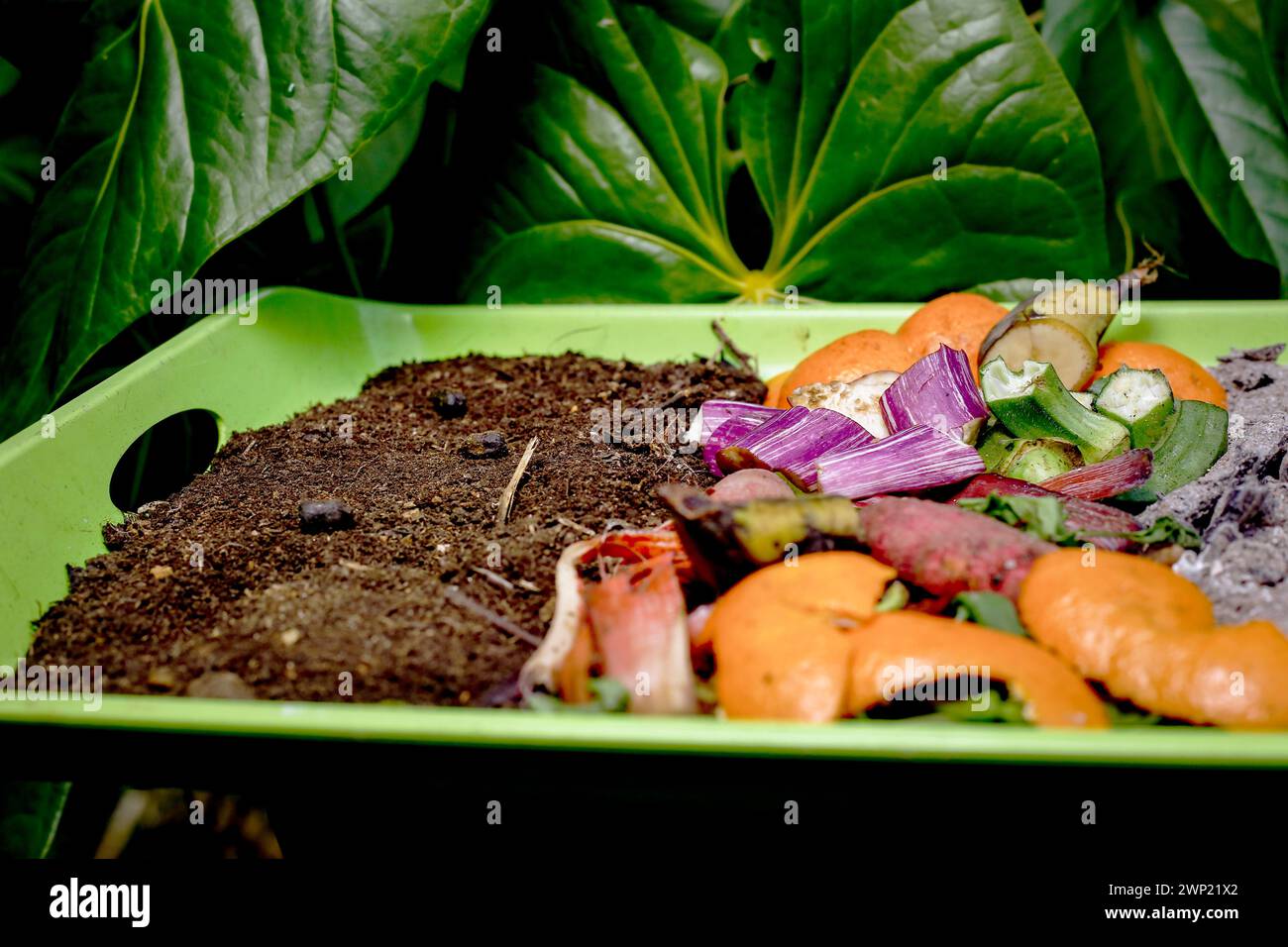 Compost and composted soil cycle as a composting pile of rotting kitchen scraps with fruits and