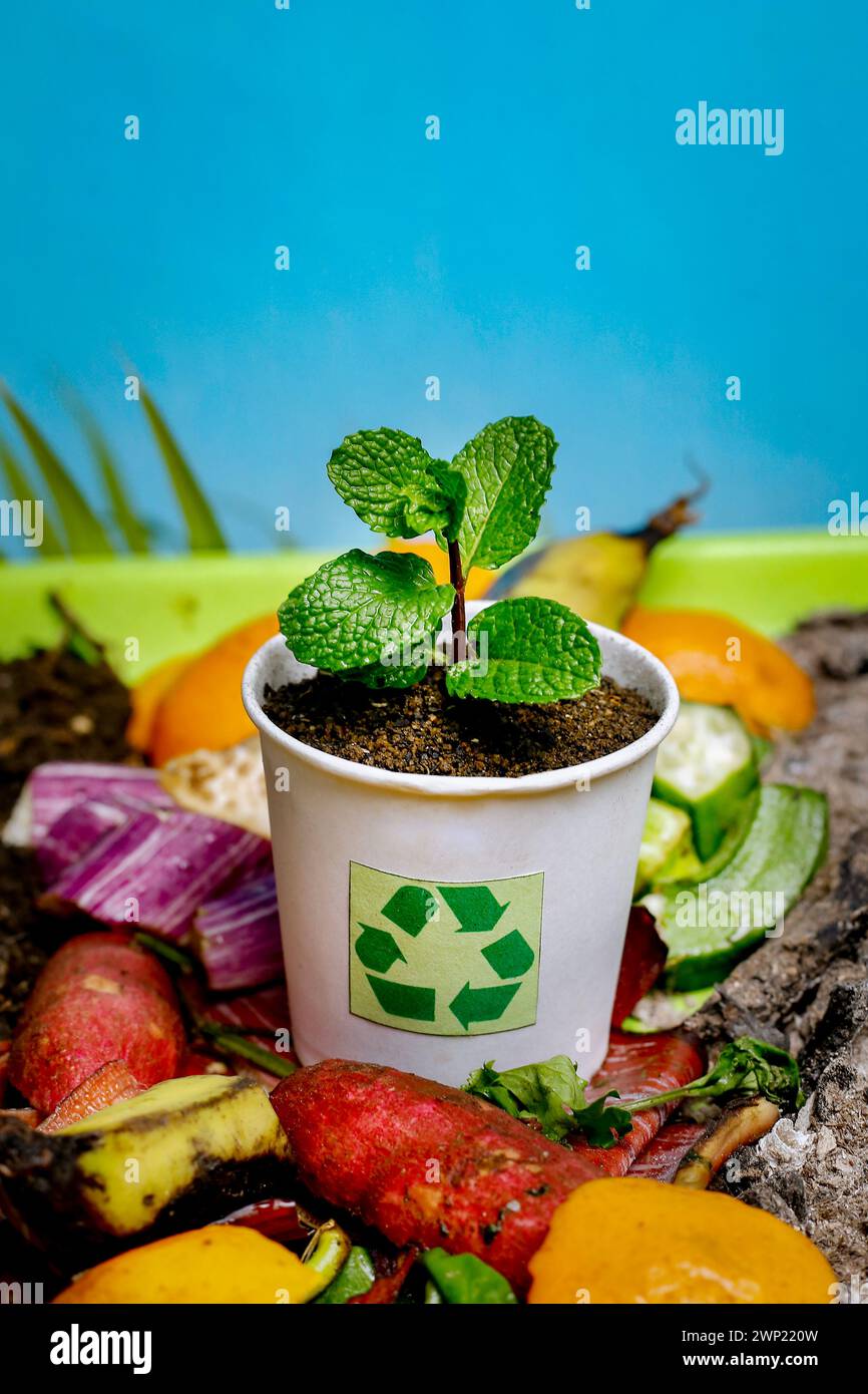 Compost and composted soil cycle as a composting pile of rotting kitchen scraps with fruits and