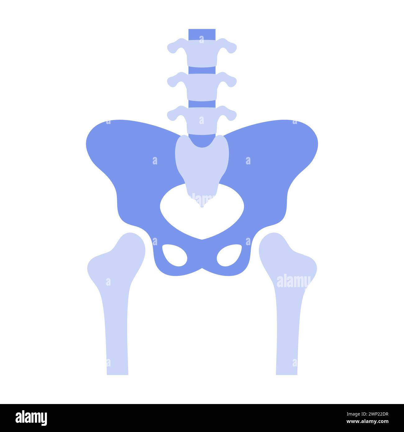 Human hip joint, simple anatomical presentation of pelvic bones vector illustration Stock Vector