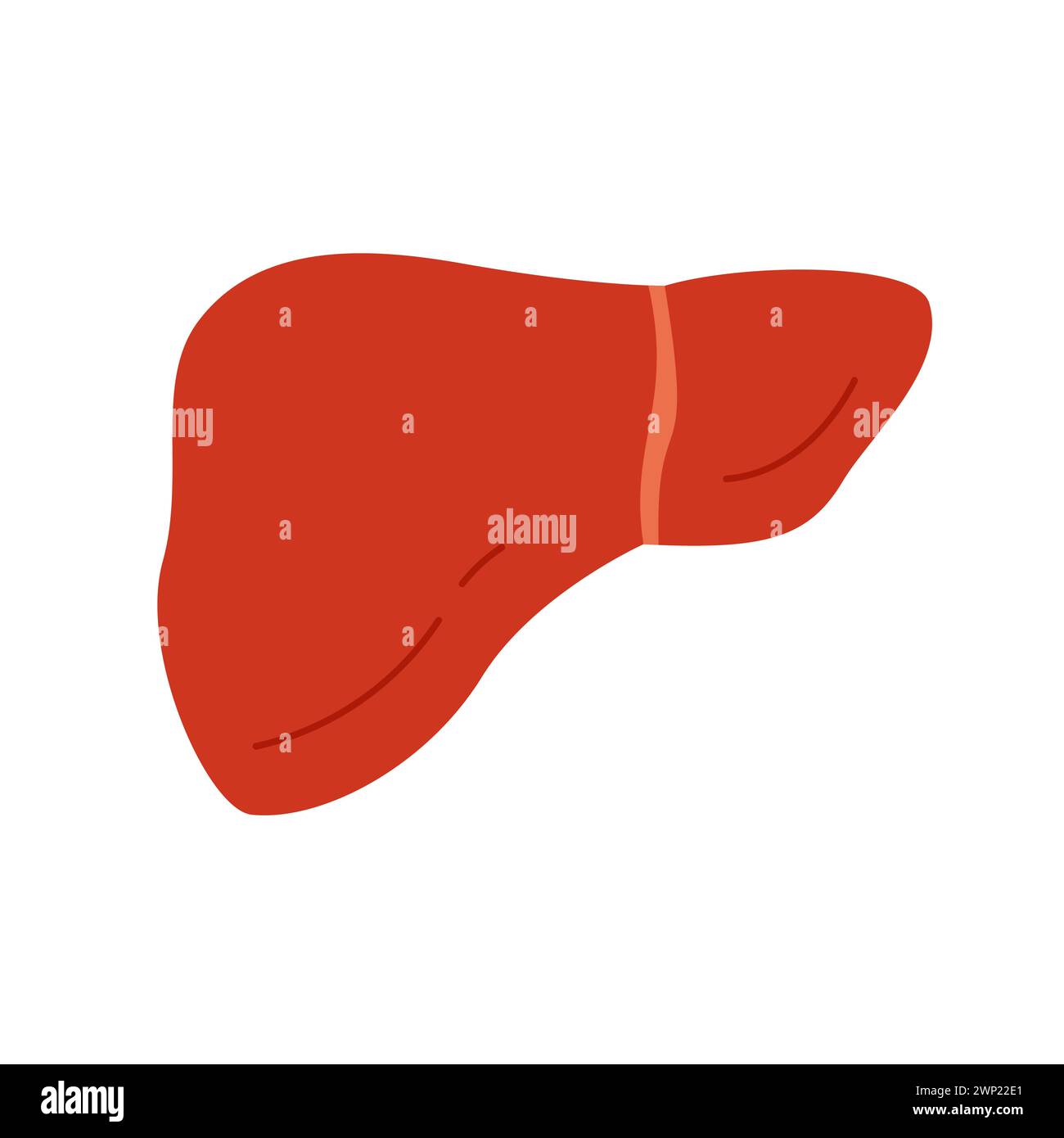 Human liver, internal organ of digestive system, medical simple chart