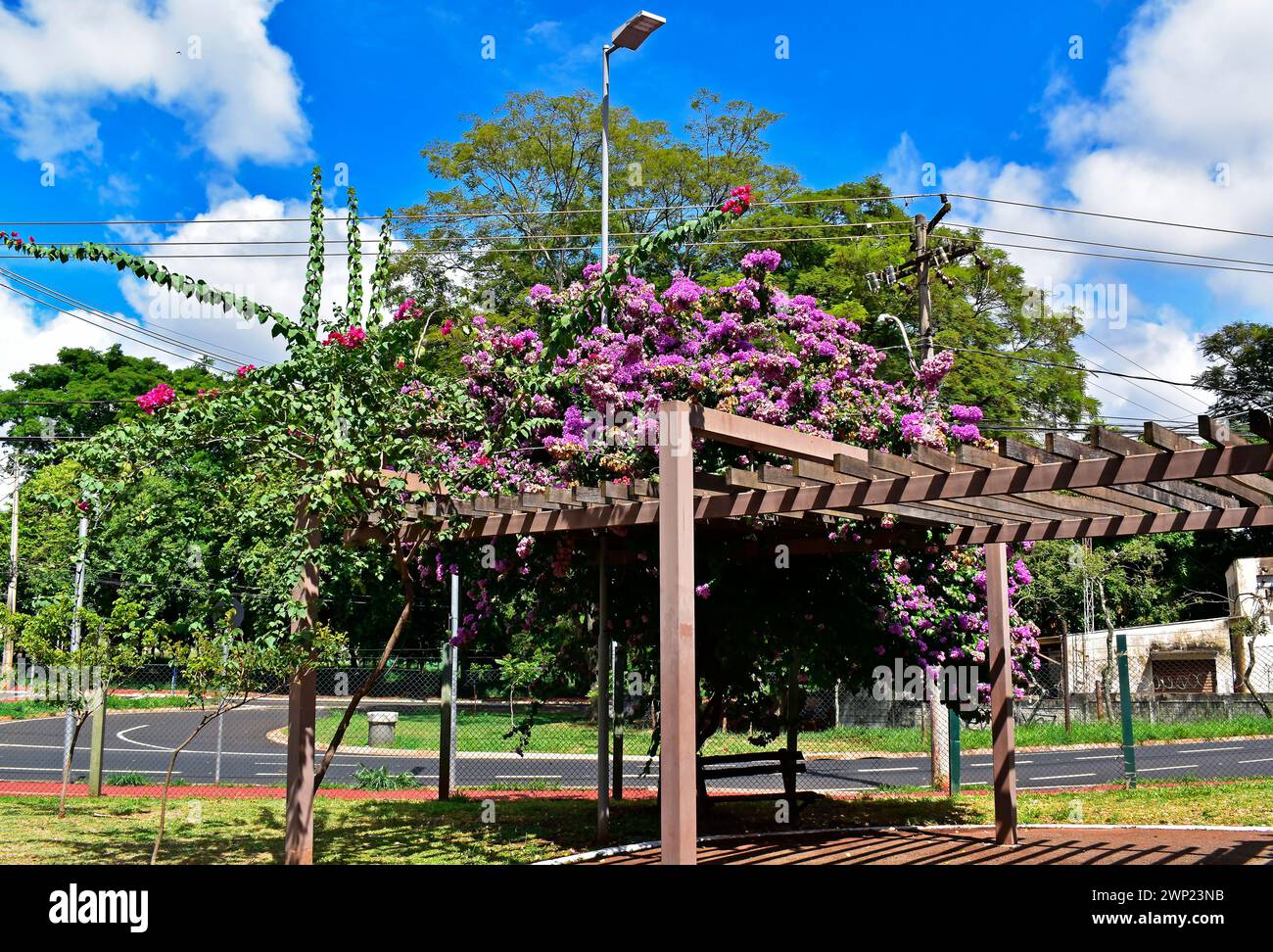 Flowering bougainvillea (Bougainvillea glabra) on pergola in Ribeirao Preto, Sao Paulo, Brazil Stock Photo
