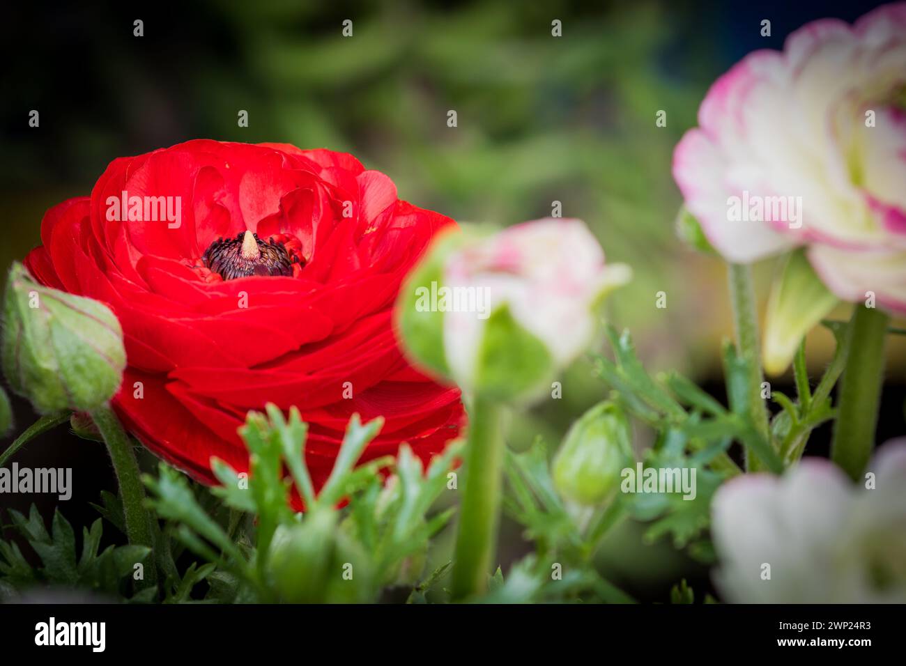 High Res Ranunculus Red ranunculus flowers blooming hi-res stock photography and images - Alamy
