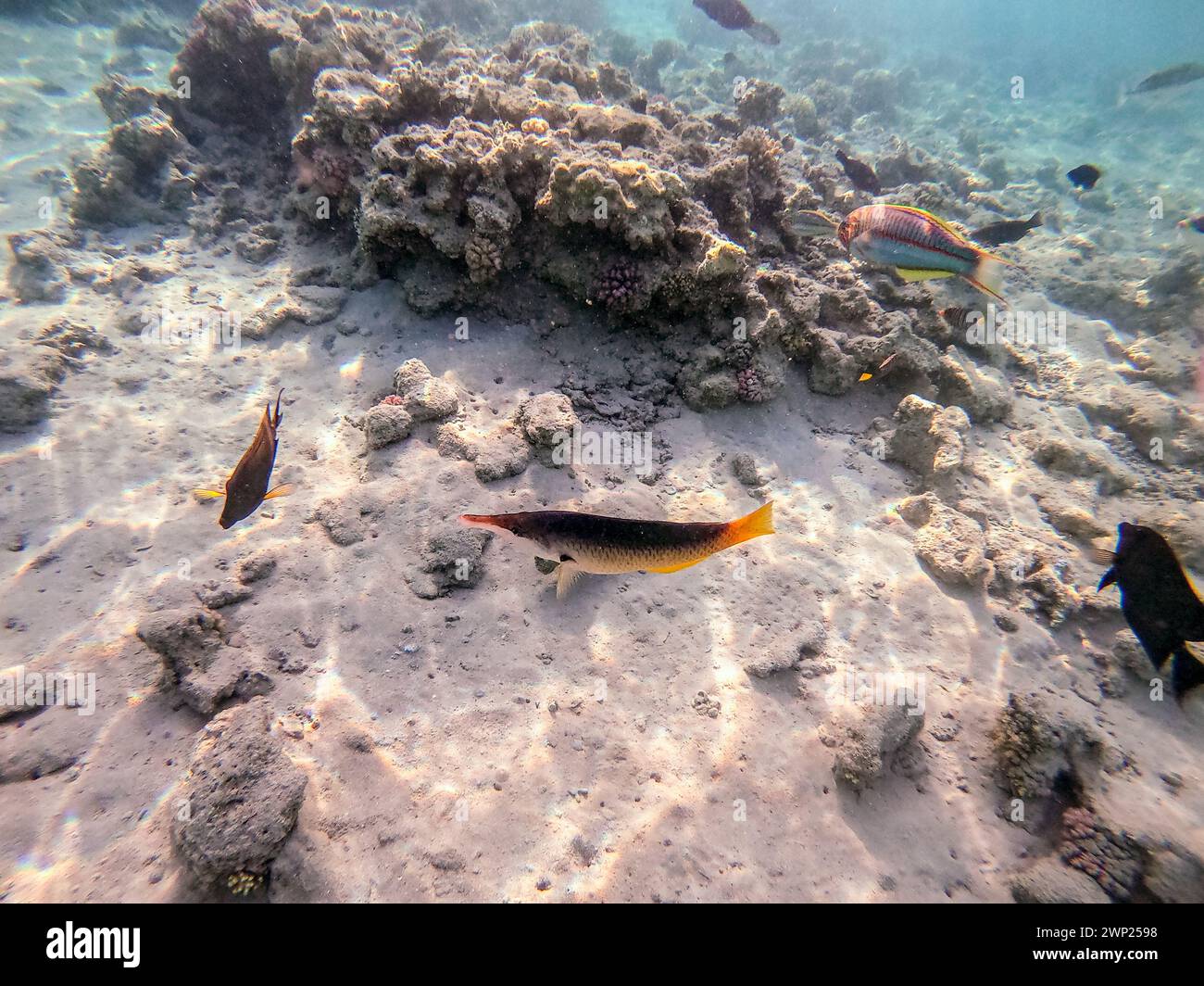 Birdmouth wrasse known as Gomphosus Caeruleus underwater at the coral reef. Underwater life of reef with corals and tropical fish. Coral Reef at the R Stock Photo