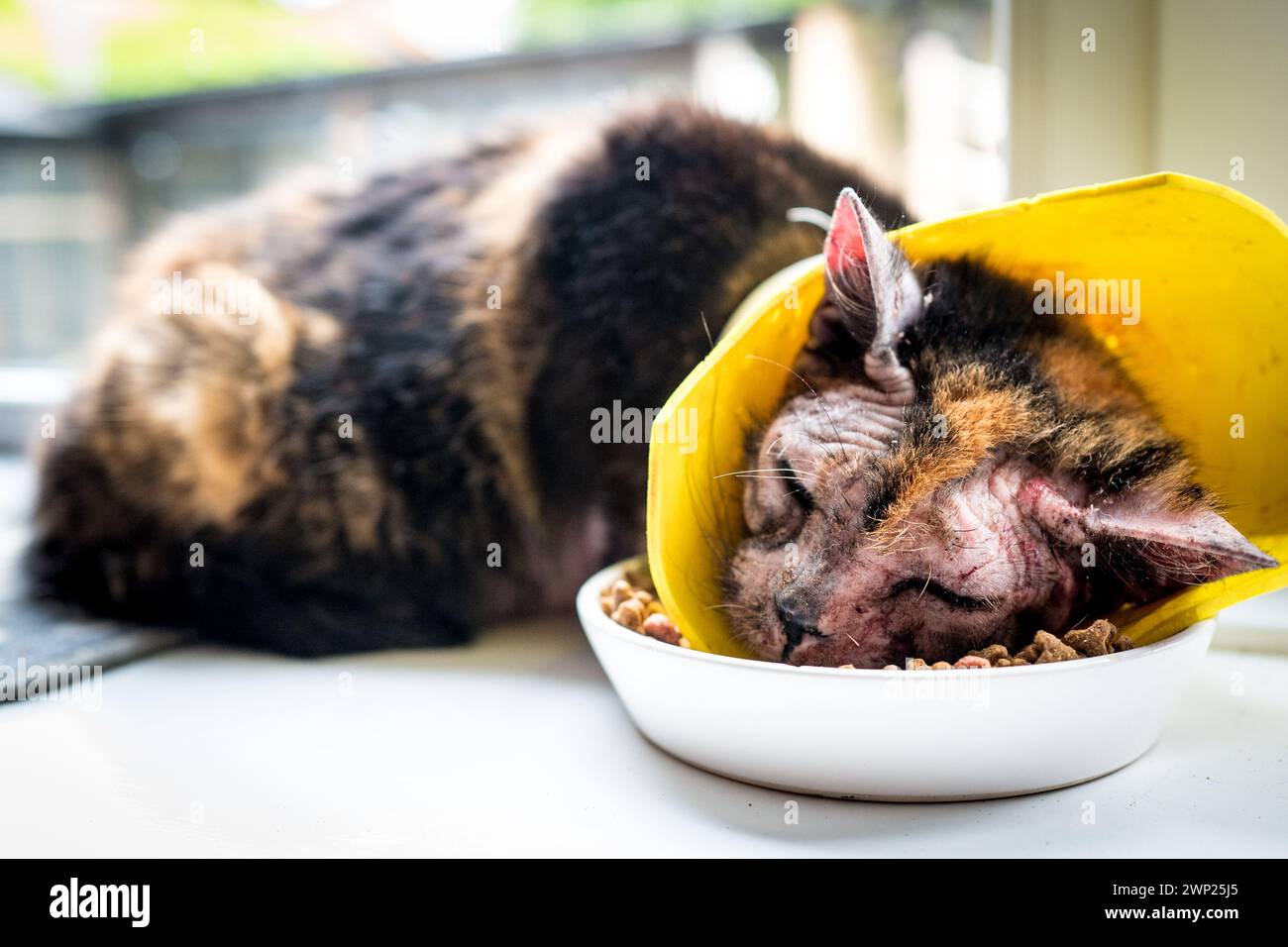 Rescue, injured cat asleep in food Stock Photo