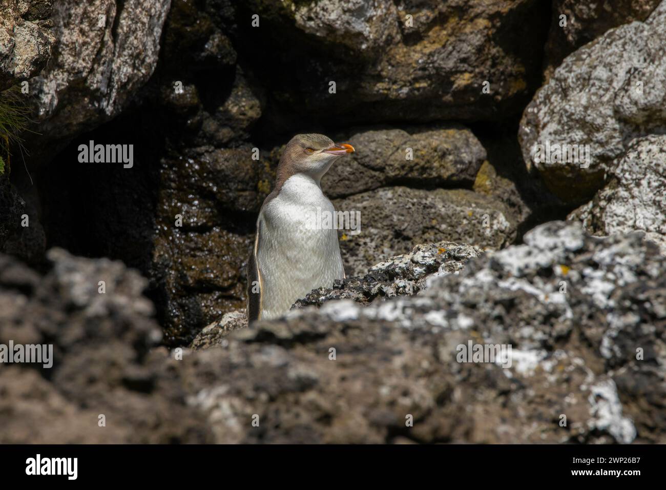 Yellow-eyed penguin (Megadyptes antipodes or hoiho) at New Zealand subantarctic Auckland Islands Stock Photo