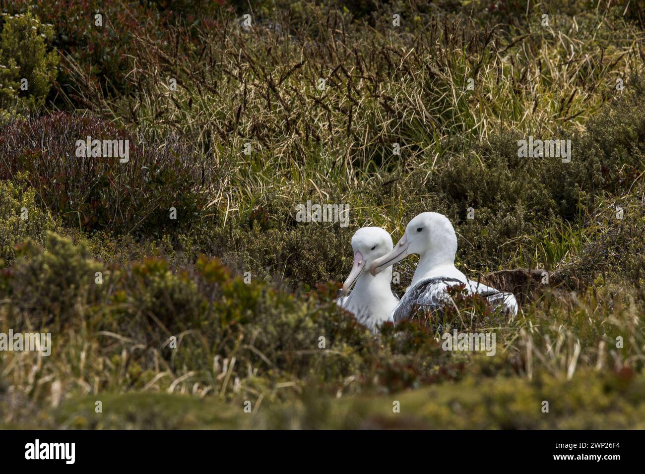 Auckland islands and albatross hi-res stock photography and images - Alamy