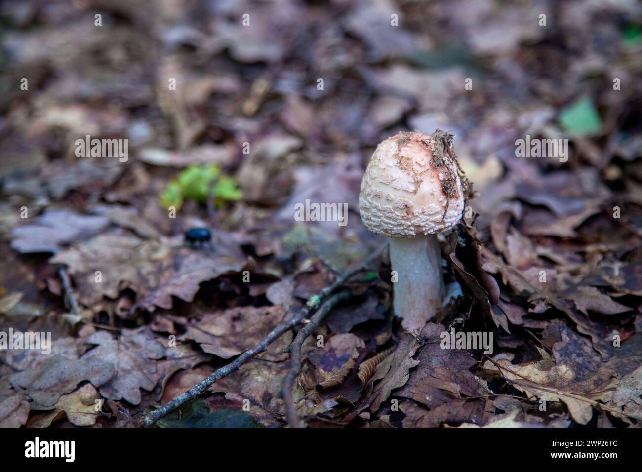 Edible mushroom Amanita rubescens commonly known as blushing amanita. Wild mushroom growing among fallen leaves in autumn forest. Stock Photo